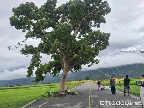 ▲台東池上鄉公所對金城武樹進行加固作業。（圖／記者楊晨東翻攝）