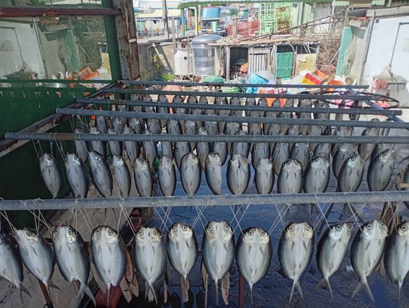 ▲福寶村長請老師教村民製作虱目魚一夜干。（圖／黃耀輝提供）