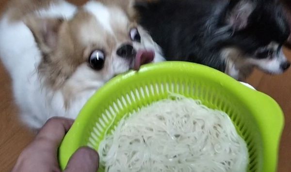 ▲（圖／翻攝自X／@echigoyamoke）