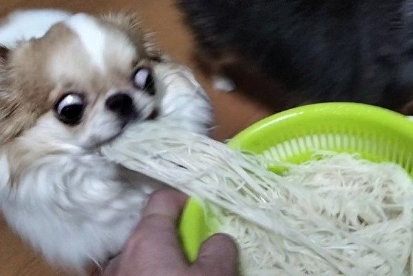 ▲（圖／翻攝自X／@echigoyamoke）