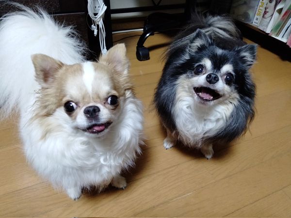 ▲（圖／翻攝自X／@echigoyamoke）