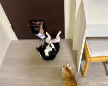 黑白貓「胖胖」腳抵房門 爸不敢打擾只好用「貓門遞手機」