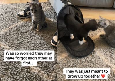 領養小貓發現「手足還在收容所」 重聚鼻碰鼻繼續當姊妹