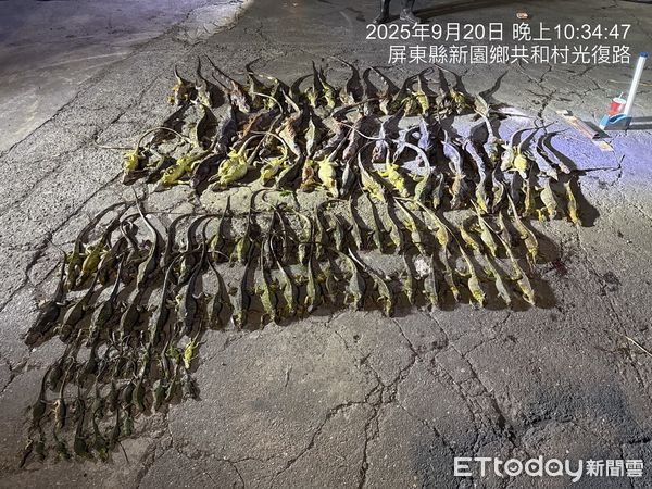 ▲屏東縣啟動「護豆專案」，加強移除綠鬣蜥。（圖／屏東縣政府提供）