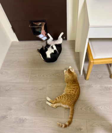 胖胖腳抵門。（圖／有點毛毛的／Lu Lingling投稿）