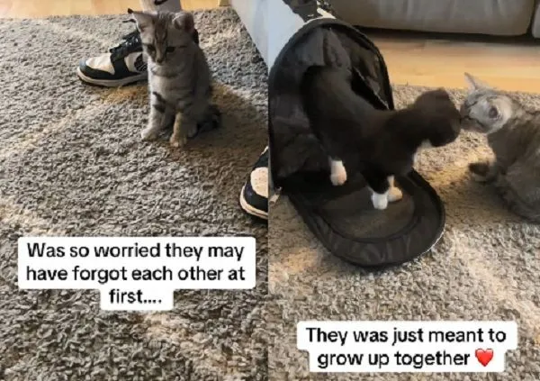 ▲。（圖／翻攝自TikTok／@ambspr）