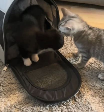 ▲。（圖／翻攝自TikTok／@ambspr）