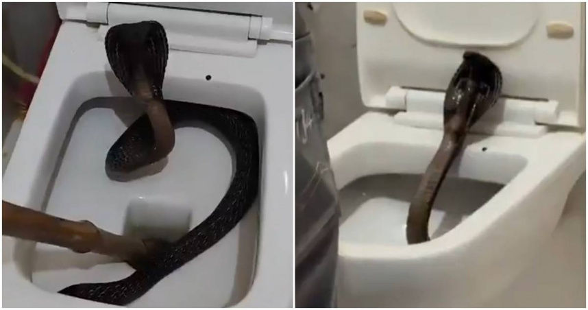 飯店馬桶驚見「1.5公尺毒蛇」　牠挺立不停發出嘶嘶聲