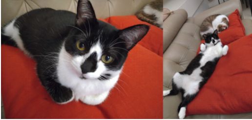 ▲▼      7歲貓竟等於人類44歲？毛拔麻都在問的「熟齡貓照護與營養指南」不藏私大公開       。（圖／資料照）