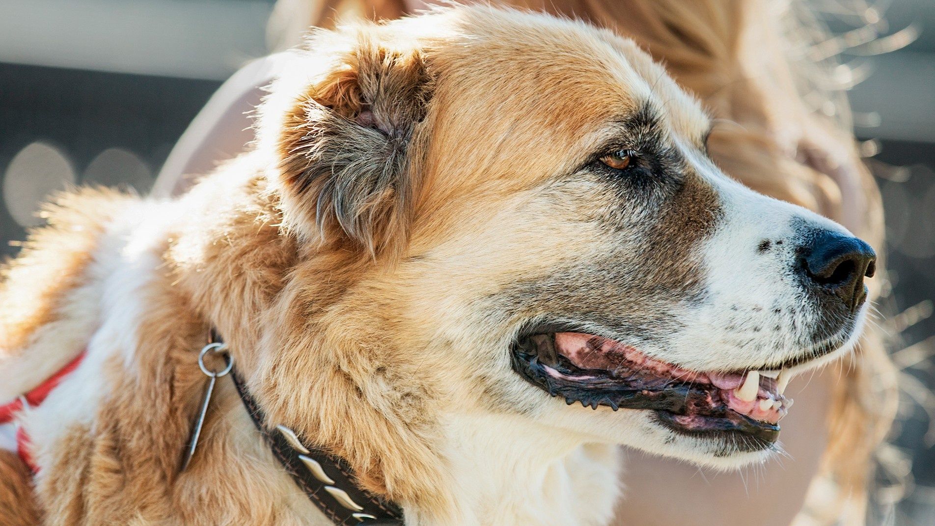 ▲▼狗狗,毛孩,寵物,老化,熟齡,飲食,法國皇家,ROYAL CANIN。（圖／業者提供）