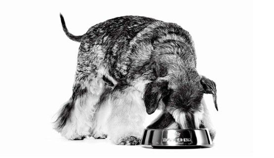 ▲▼狗狗,毛孩,寵物,老化,熟齡,飲食,法國皇家,ROYAL CANIN。（圖／業者提供）