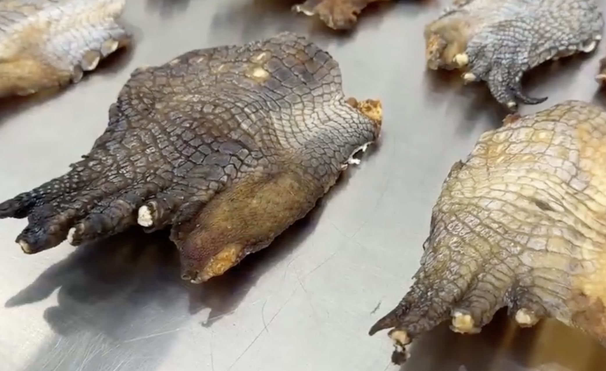 ▲女子夾帶26隻鱷魚掌闖廣東海關被攔下。（圖／翻攝海關發佈）