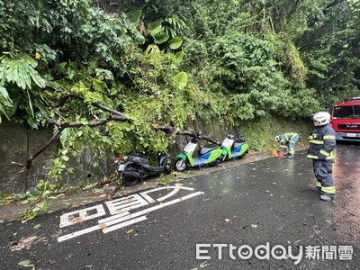 快訊/樺加沙夾帶豪雨!北市信義區路樹倒塌 3機車遭殃