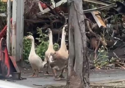 颱風天逛街!彰化「馬路熟客」5鵝寶再出巡 人車讓出VIP通道