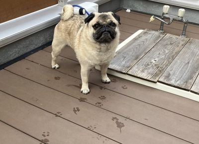 汪打翻花盆「留下滿地足跡」 清晰爪印當場逮捕現行犯