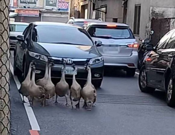 ▲彰化市出現大白鵝逛大街。（圖／民眾提供）