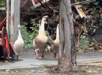 ▲彰化市出現大白鵝逛大街。（圖／民眾提供）