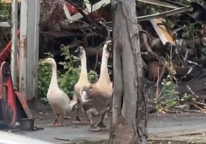 ▲彰化市出現大白鵝逛大街。（圖／民眾提供）