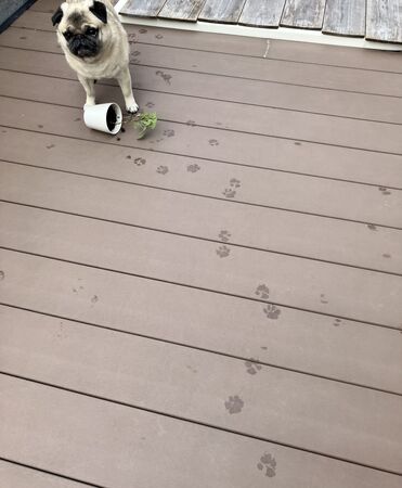 ▲。（圖／翻攝自X／@marukoccino）