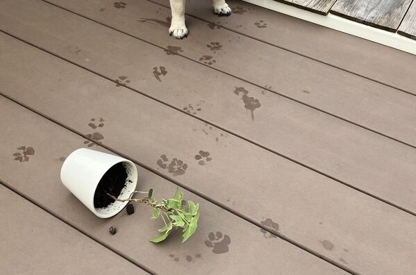 ▲。（圖／翻攝自X／@marukoccino）