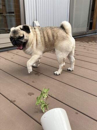 ▲。（圖／翻攝自X／@marukoccino）