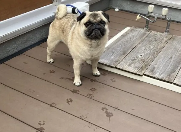 ▲。（圖／翻攝自X／@marukoccino）