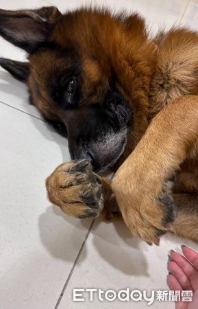 ▲。（圖／Threads@happy_the_pupppy提供，請勿隨意翻拍，以免侵權。）