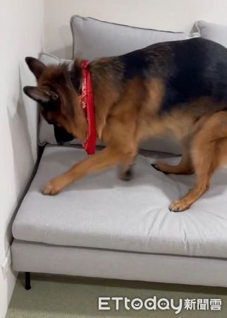 ▲。（圖／Threads@happy_the_pupppy提供，請勿隨意翻拍，以免侵權。）