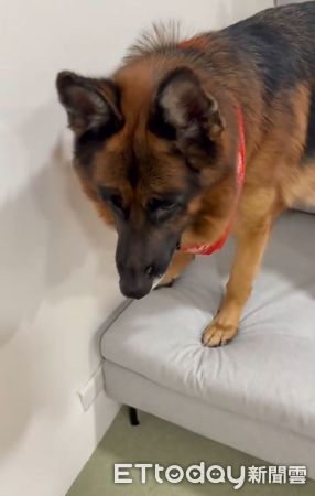 ▲。（圖／Threads@happy_the_pupppy提供，請勿隨意翻拍，以免侵權。）