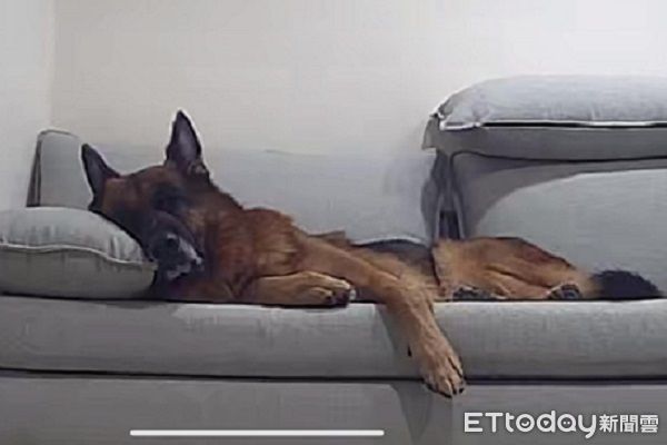 ▲。（圖／Threads@happy_the_pupppy提供，請勿隨意翻拍，以免侵權。）