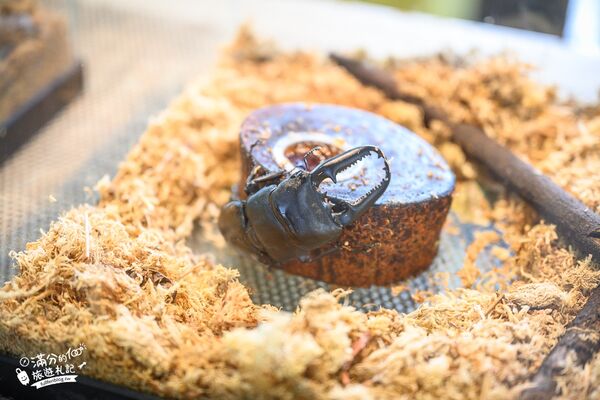 ▲▼南投蝴蝶小鎮生態休閒園區「木生昆蟲博物館」，最新門票資訊，蝴蝶會停在你身上的夢幻蝴蝶園。（圖／部落客滿分提供）