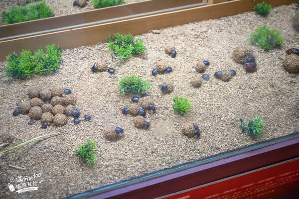 ▲▼南投蝴蝶小鎮生態休閒園區「木生昆蟲博物館」，最新門票資訊，蝴蝶會停在你身上的夢幻蝴蝶園。（圖／部落客滿分提供）