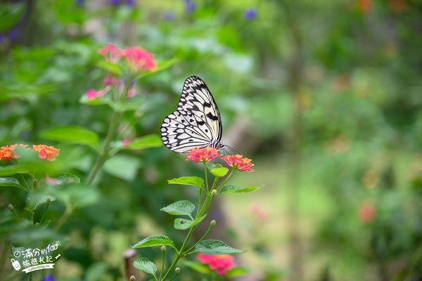 ▲▼南投蝴蝶小鎮生態休閒園區「木生昆蟲博物館」，最新門票資訊，蝴蝶會停在你身上的夢幻蝴蝶園。（圖／部落客滿分提供）