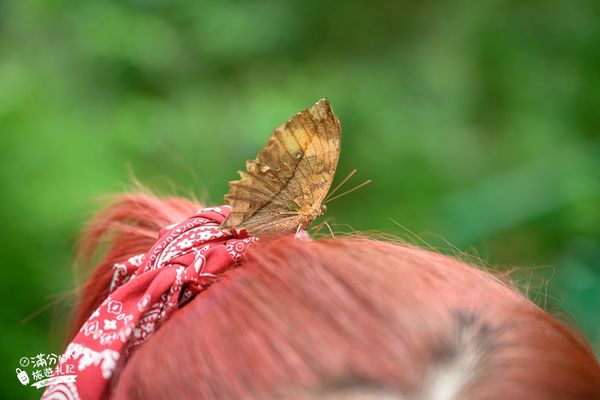 ▲▼南投蝴蝶小鎮生態休閒園區「木生昆蟲博物館」，最新門票資訊，蝴蝶會停在你身上的夢幻蝴蝶園。（圖／部落客滿分提供）