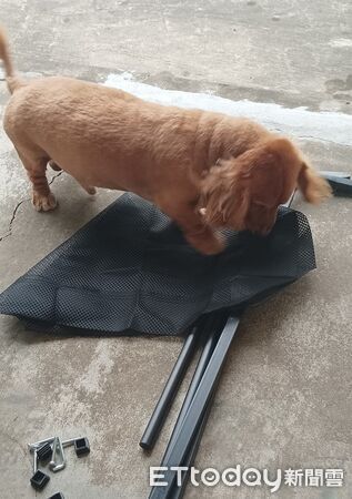 ▲。（圖／有點毛毛的／飼主林家輝提供，請勿隨意翻拍，以免侵權。）