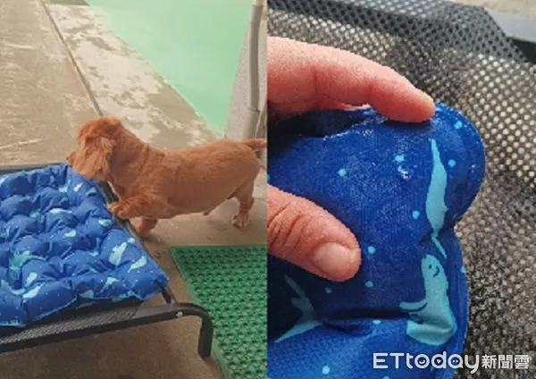 ▲。（圖／有點毛毛的／飼主林家輝提供，請勿隨意翻拍，以免侵權。）