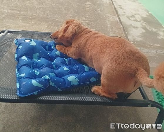 ▲。（圖／有點毛毛的／飼主林家輝提供，請勿隨意翻拍，以免侵權。）