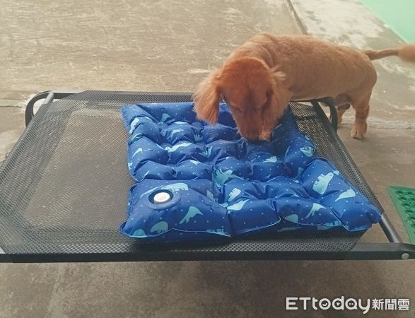 ▲。（圖／有點毛毛的／飼主林家輝提供，請勿隨意翻拍，以免侵權。）