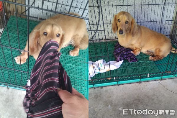 ▲。（圖／有點毛毛的／飼主林家輝提供，請勿隨意翻拍，以免侵權。）