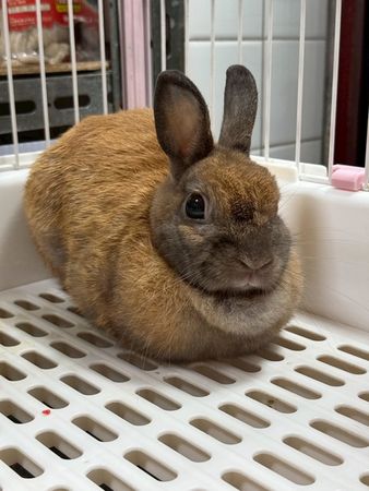 ▲桃園動保處第3季非犬貓特寵認養