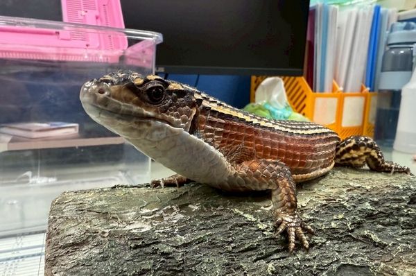 ▲桃園動保處第3季非犬貓特寵認養