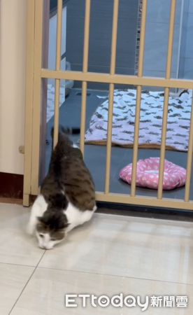 肥貓鑽欄杆。（圖／Threads@vet.reparo提供）