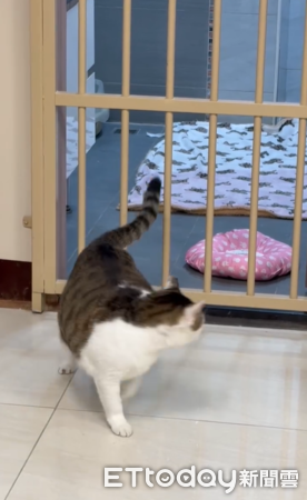 肥貓鑽欄杆。（圖／Threads@vet.reparo提供）