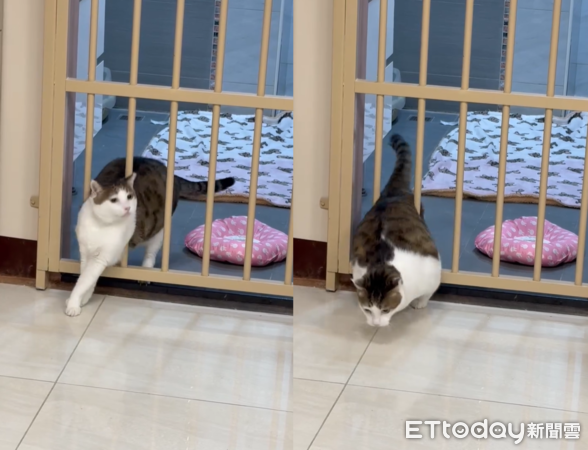 肥貓鑽欄杆。（圖／Threads@vet.reparo提供）