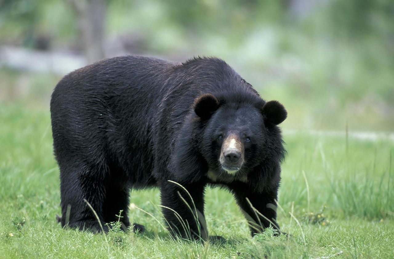 秋田縣「熊出沒」累計3死56傷! 自衛隊明起出動支援