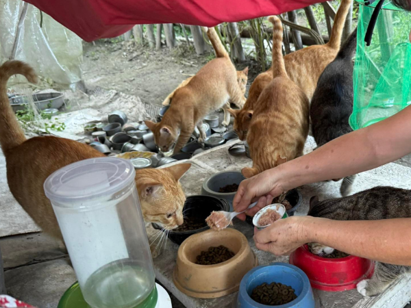 ▲光復大安八街「10貓」下落不明　媽困2樓憂心：只求有躲到高處。（圖／網友黃小姐提供，請勿隨意翻拍，以免侵權。）