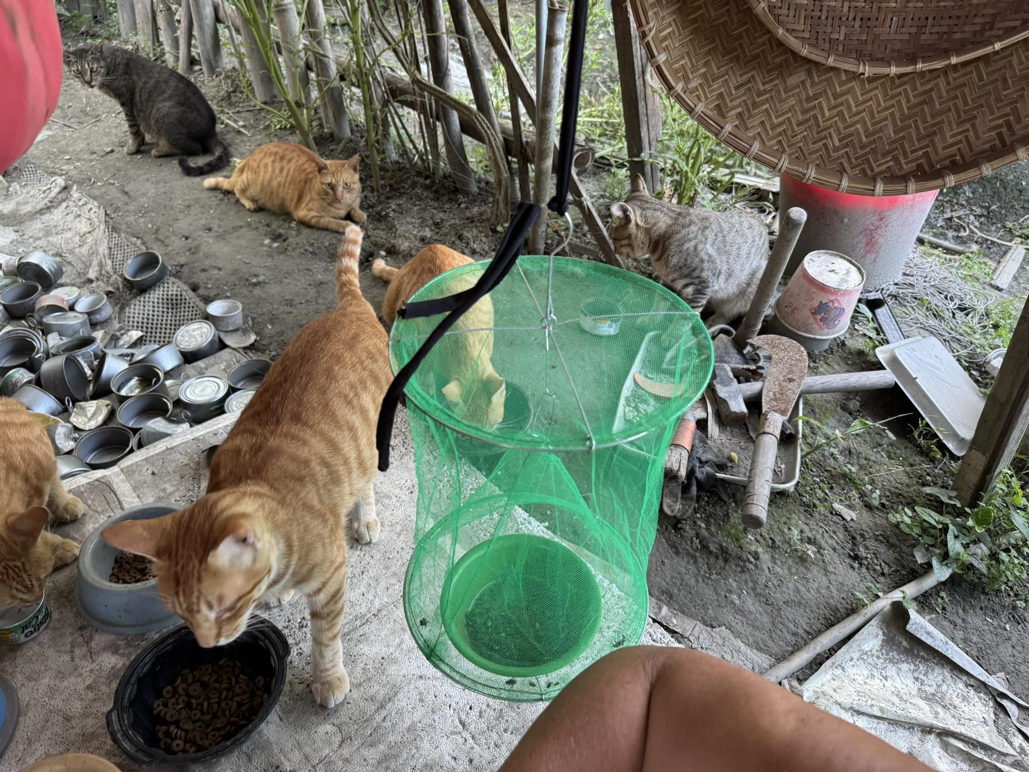 ▲光復大安八街「10貓」下落不明　媽困2樓憂心：只求有躲到高處。（圖／網友黃小姐提供，請勿隨意翻拍，以免侵權。）