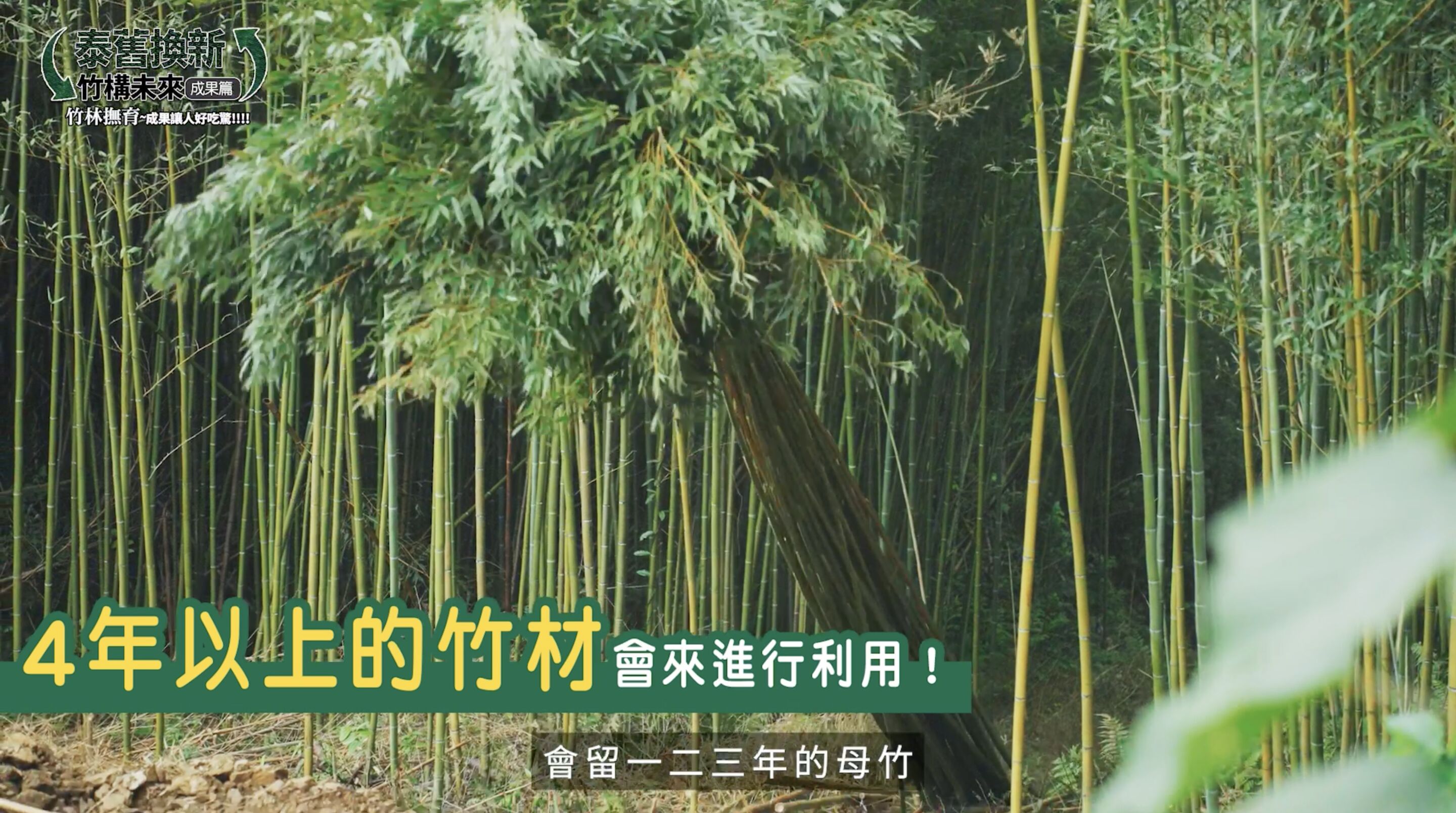 ▲▼中華電信,竹構未來,泰雅,竹子,青年,產業,永續,ESG,小薰,竹筒飯,文化。（圖／翻攝自影片）