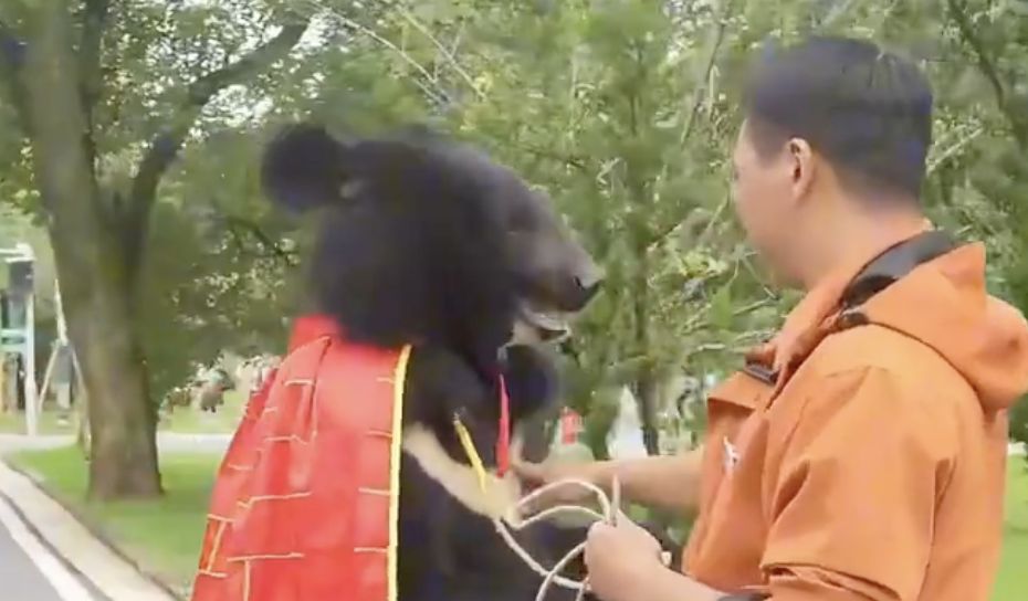 ▲安徽皖南動物園一頭會站立行走的黑熊，被誤認為是工作人員扮演的。（圖／翻攝微博）