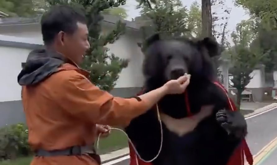 ▲安徽皖南動物園一頭會站立行走的黑熊，被誤認為是工作人員扮演的。（圖／翻攝微博）